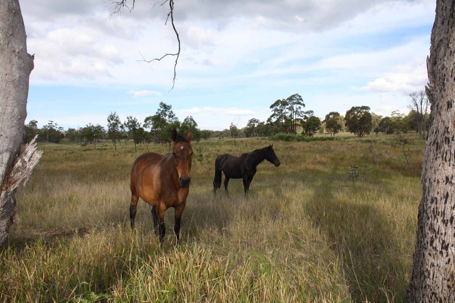 Lot 9 Silent Grove Road, TORRINGTON NSW 2371, Torrington - Thumbnail 4