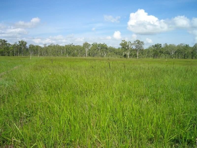 Wongabel QLD 4883, Wongabel - Thumbnail 3