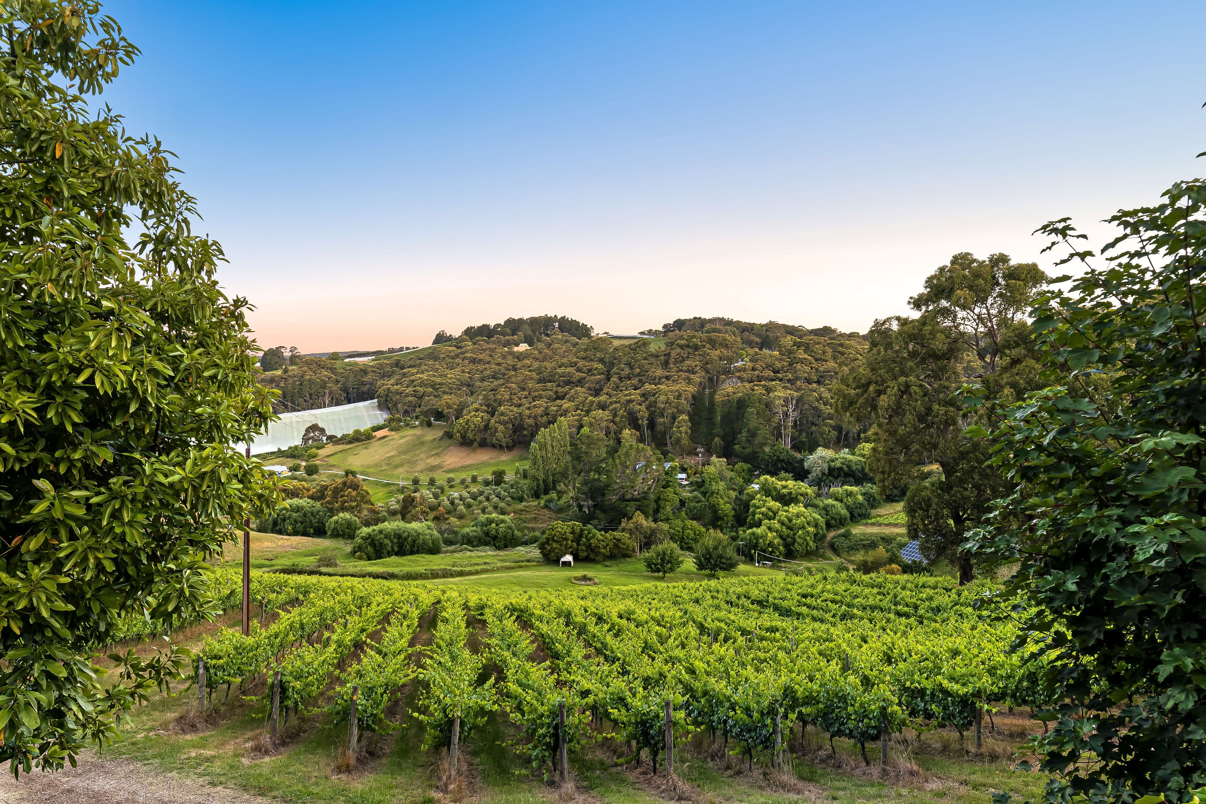 100 Collins Road, Ashton SA 5137, Ashton - Thumbnail 3