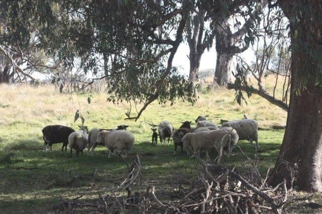183 Elliotts Road, Crowther via, YOUNG NSW 2594, Young - Thumbnail 2