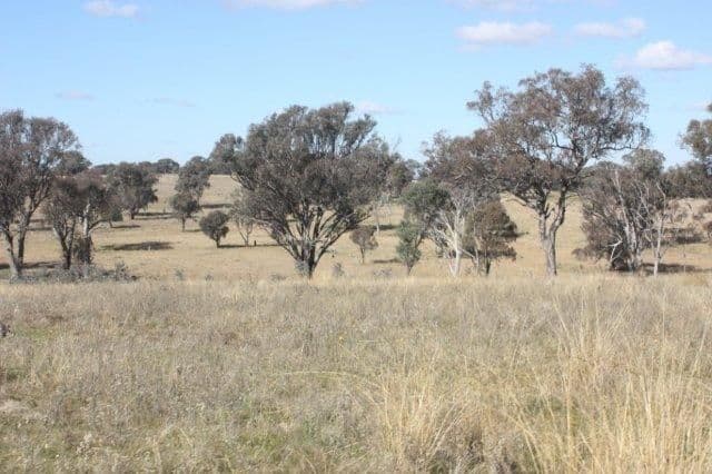 183 Elliotts Road, Crowther via, YOUNG NSW 2594, Young - Thumbnail 5
