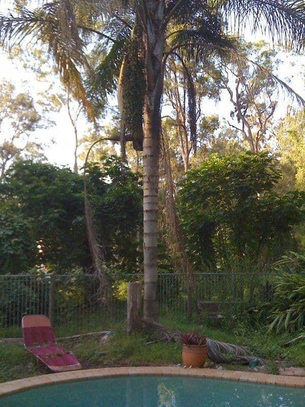 799 Gilston Road, GILSTON QLD 4211, Gilston - Thumbnail 7