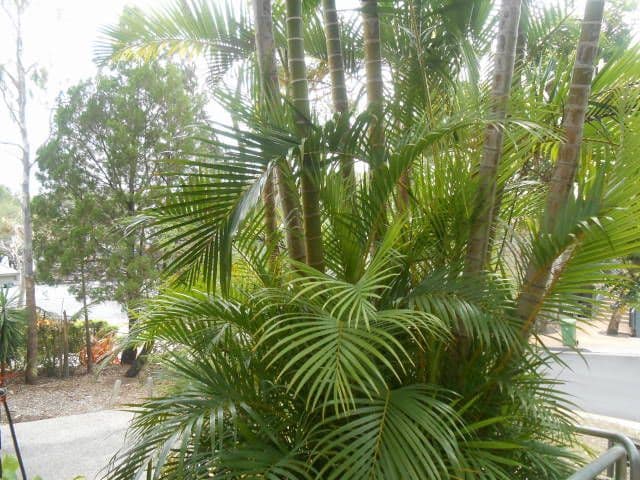 NOOSA HEADS QLD 4567, Noosa Heads - Thumbnail 7