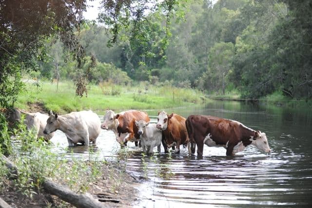 909 Bunya Road, SAMFORD QLD 4520, Samford - Thumbnail 3
