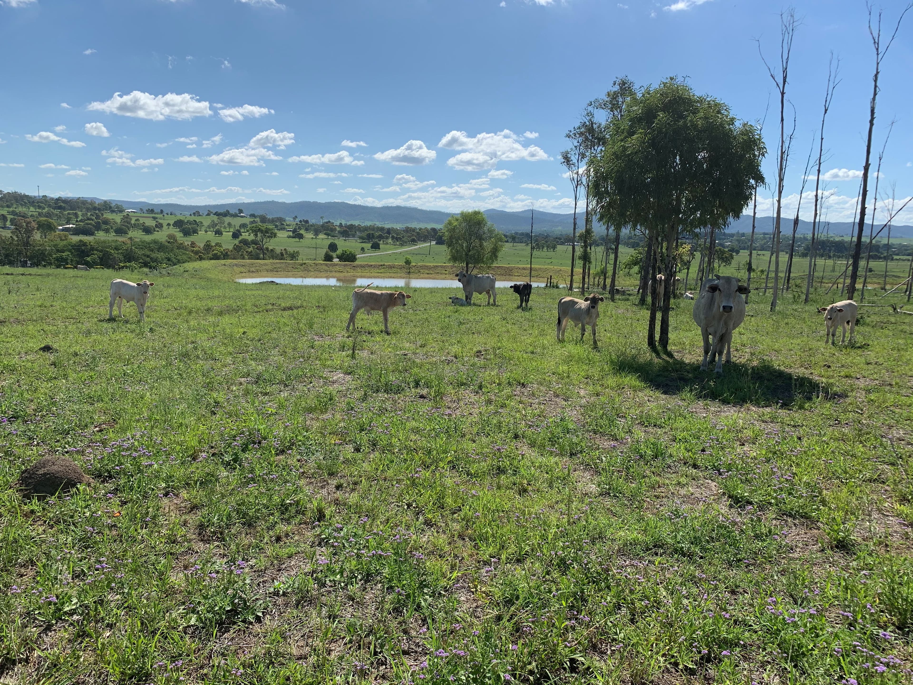Lot 3 Old Mount Beppo Road, Mount Beppo QLD 4313, Mount Beppo - Thumbnail 4