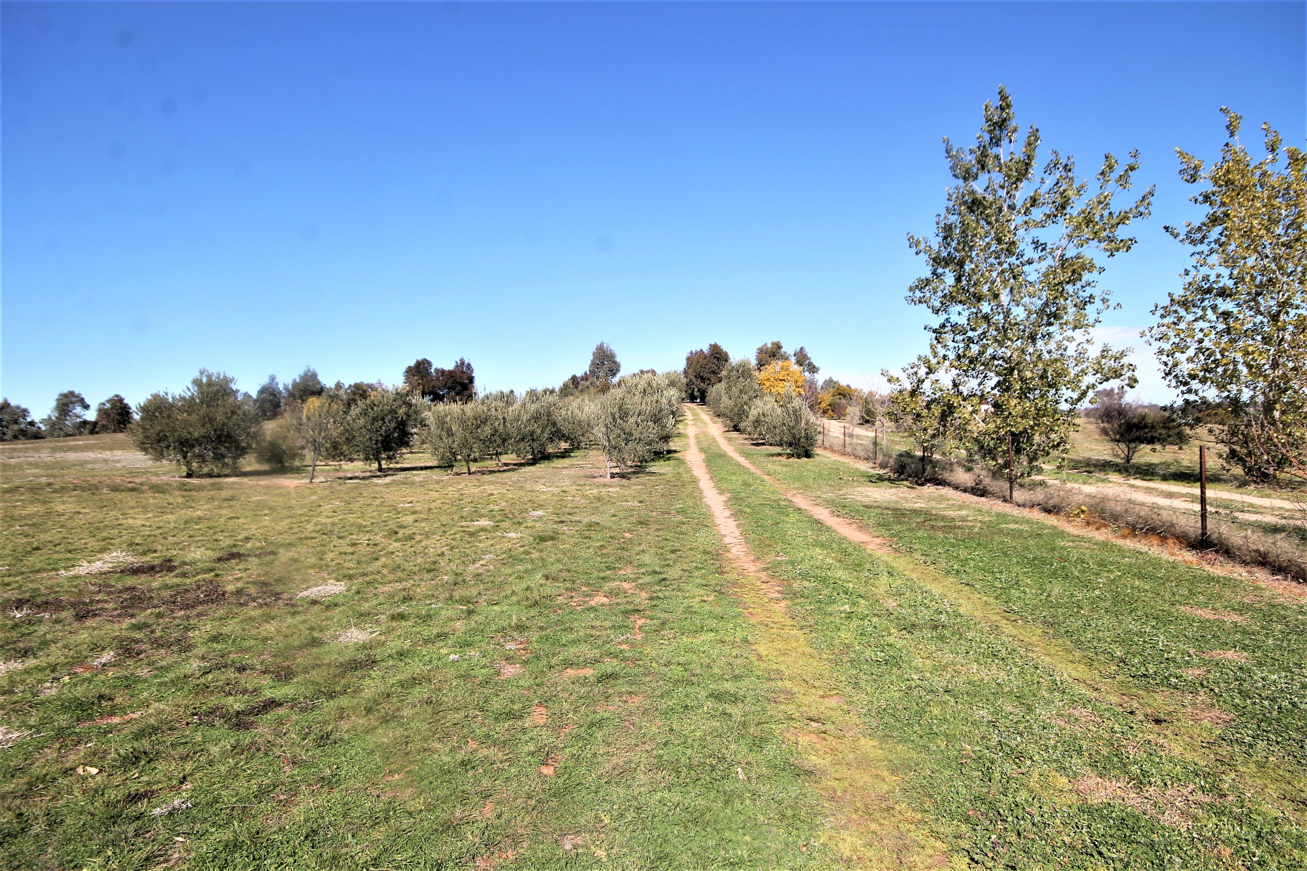 276 Pattersons Lane, Young NSW 2594, Young - Thumbnail 2