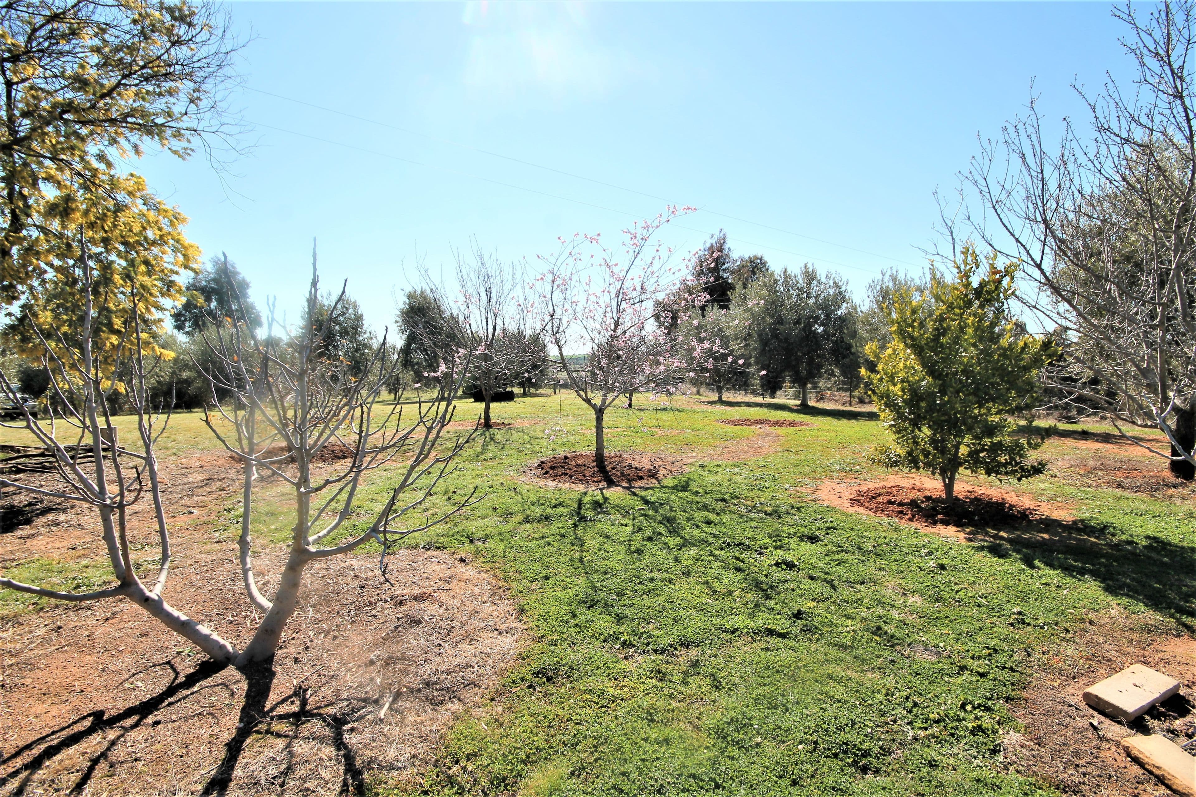 276 Pattersons Lane, Young NSW 2594, Young - Thumbnail 7