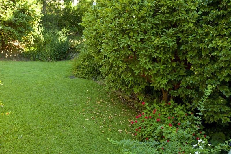 47 Grandview Street, PYMBLE NSW 2073, Pymble - Thumbnail 4