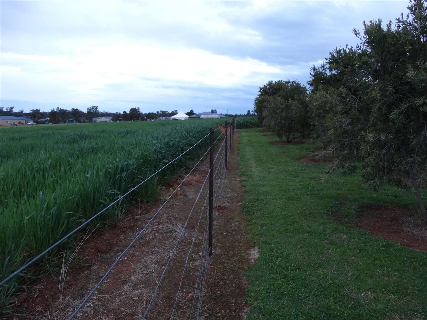 187 Back Yamma Road, Parkes NSW 2870, Parkes - Thumbnail 6