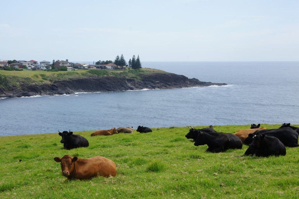 123 Attunga Avenue, Kiama Heights NSW 2533, Kiama Heights - Thumbnail 4
