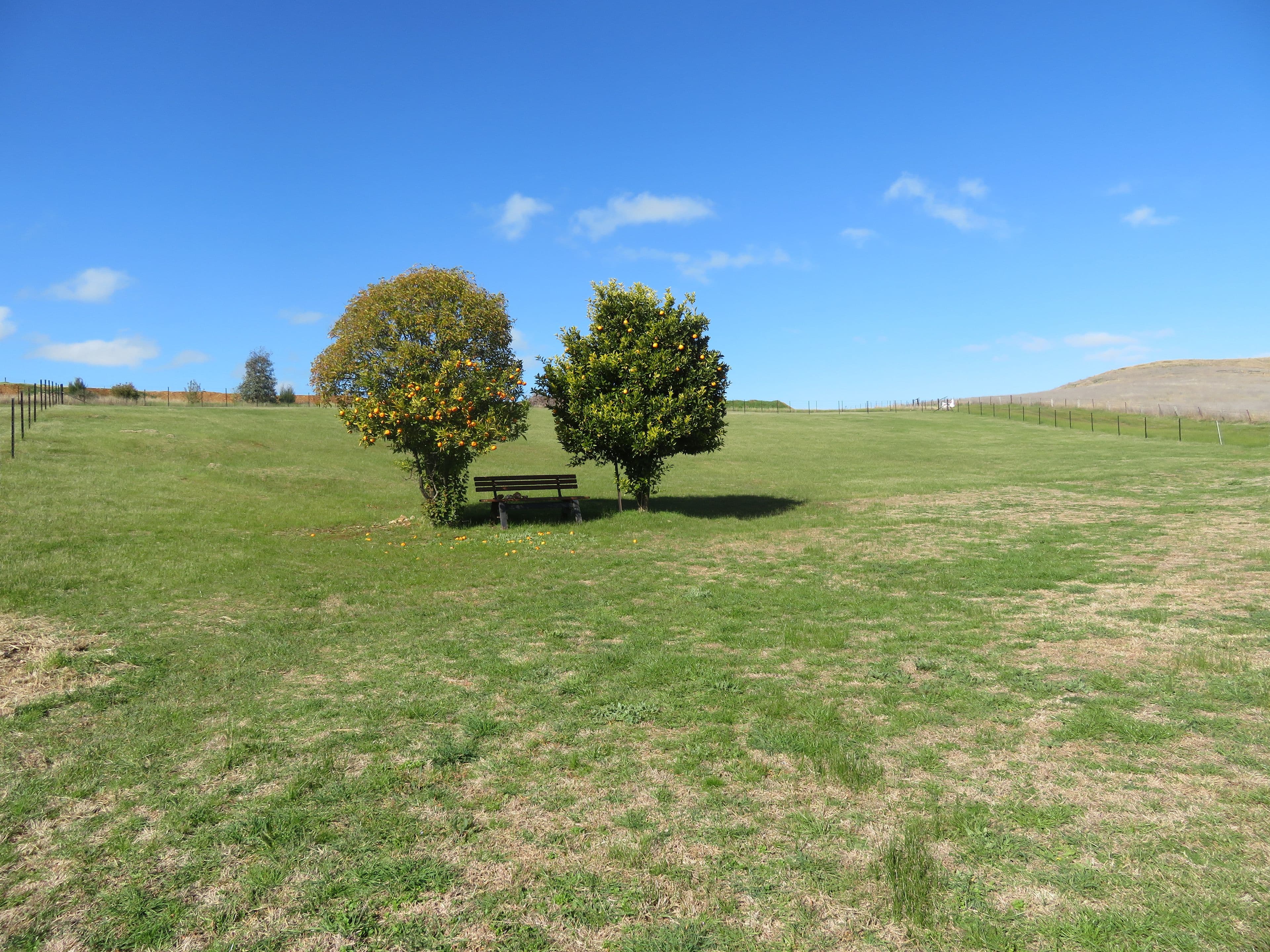 336 Neil McInerney Street, Gundagai NSW 2722, Gundagai - Thumbnail 2