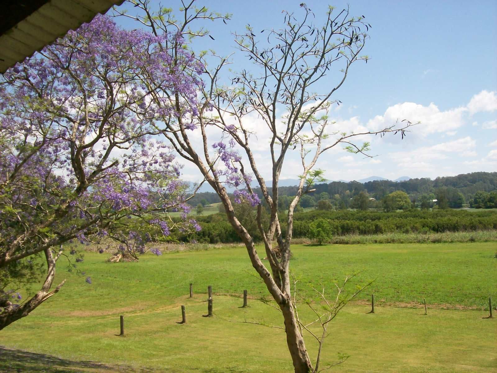 1385 Waterfall Way, Bellingen - Thumbnail 3