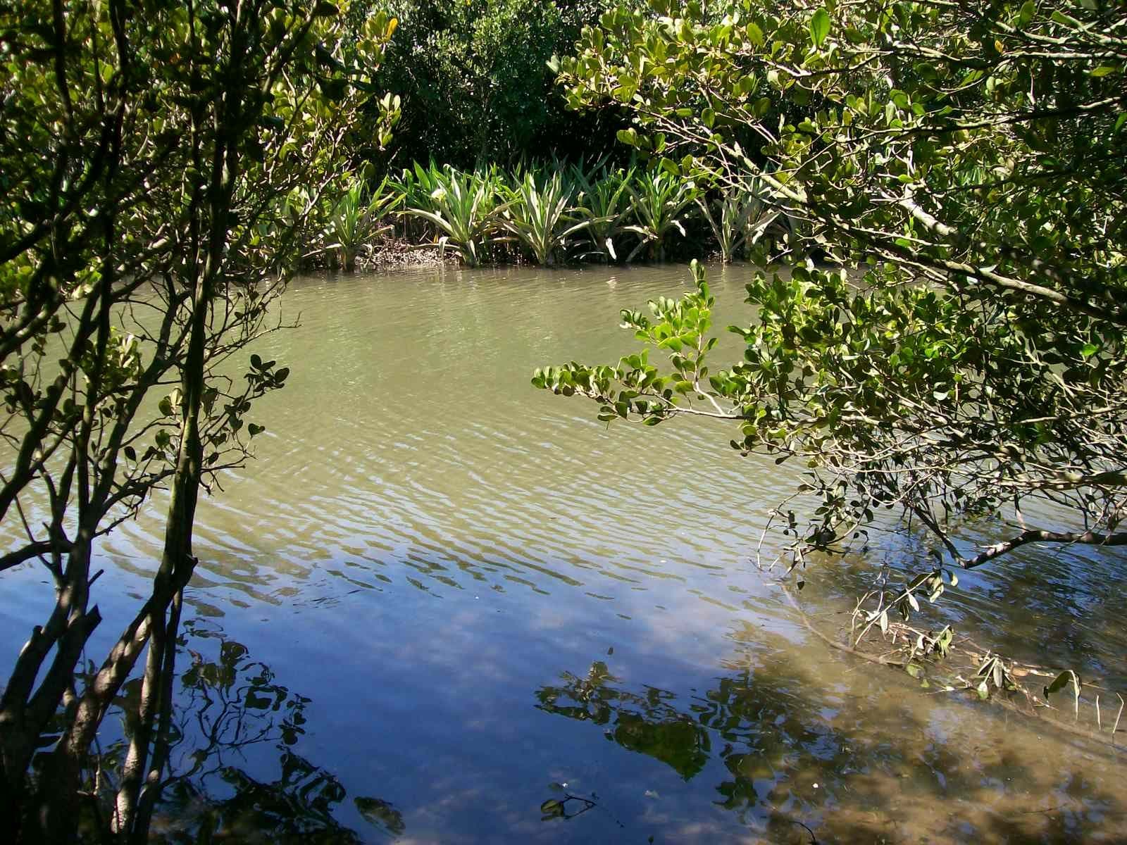 1385 Waterfall Way, Bellingen - Thumbnail 4