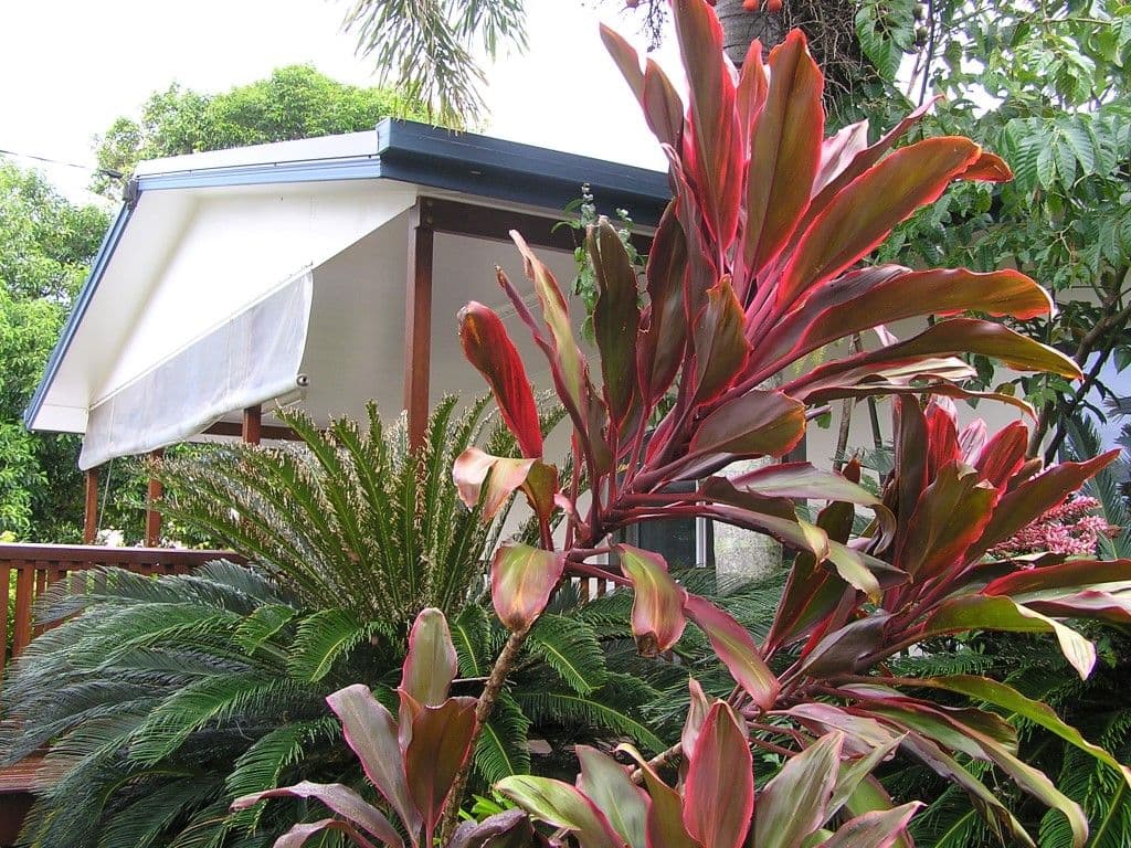 42 Bingil Bay Road, Bingil Bay QLD 4852, Bingil Bay - Thumbnail 6