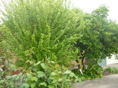 502 Douglas Road, LAVINGTON NSW 2641, Lavington - Thumbnail 5