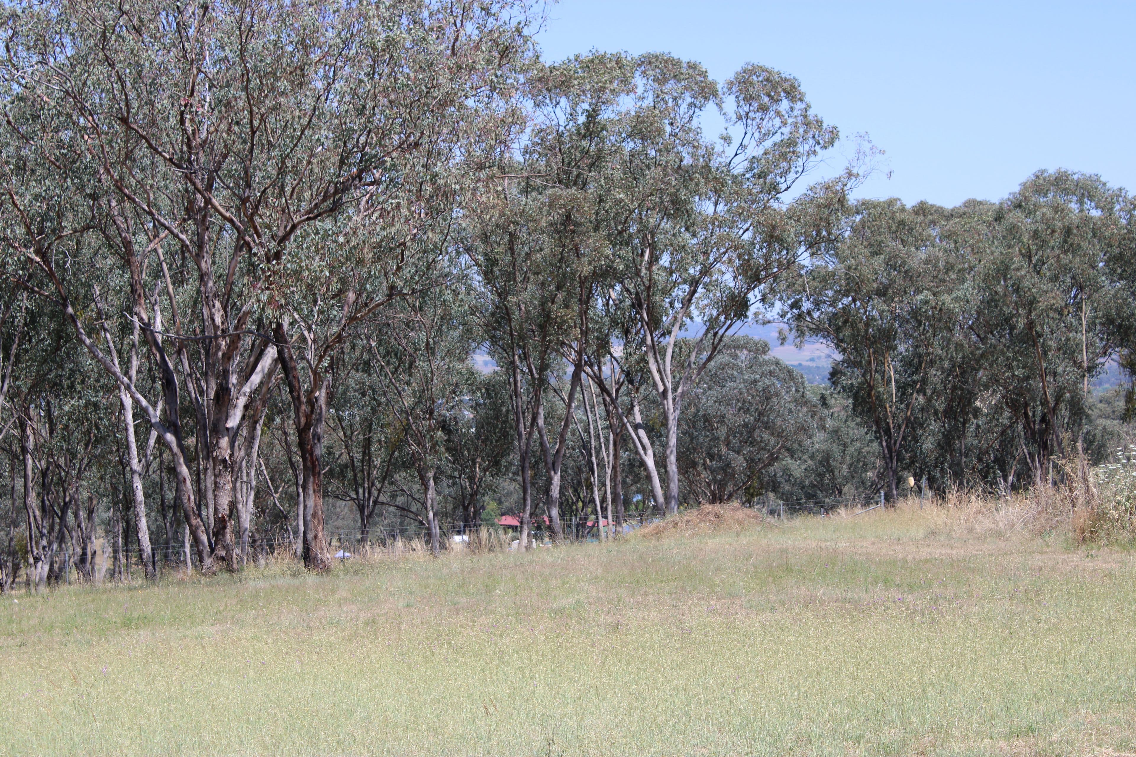 Lot 18 Sylvan Drive, Inverell NSW 2360, Inverell - Thumbnail 5