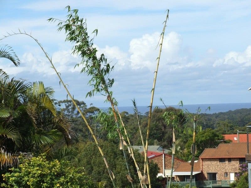 7 Perry Drive, COFFS HARBOUR NSW 2450, Coffs Harbour - Thumbnail 3