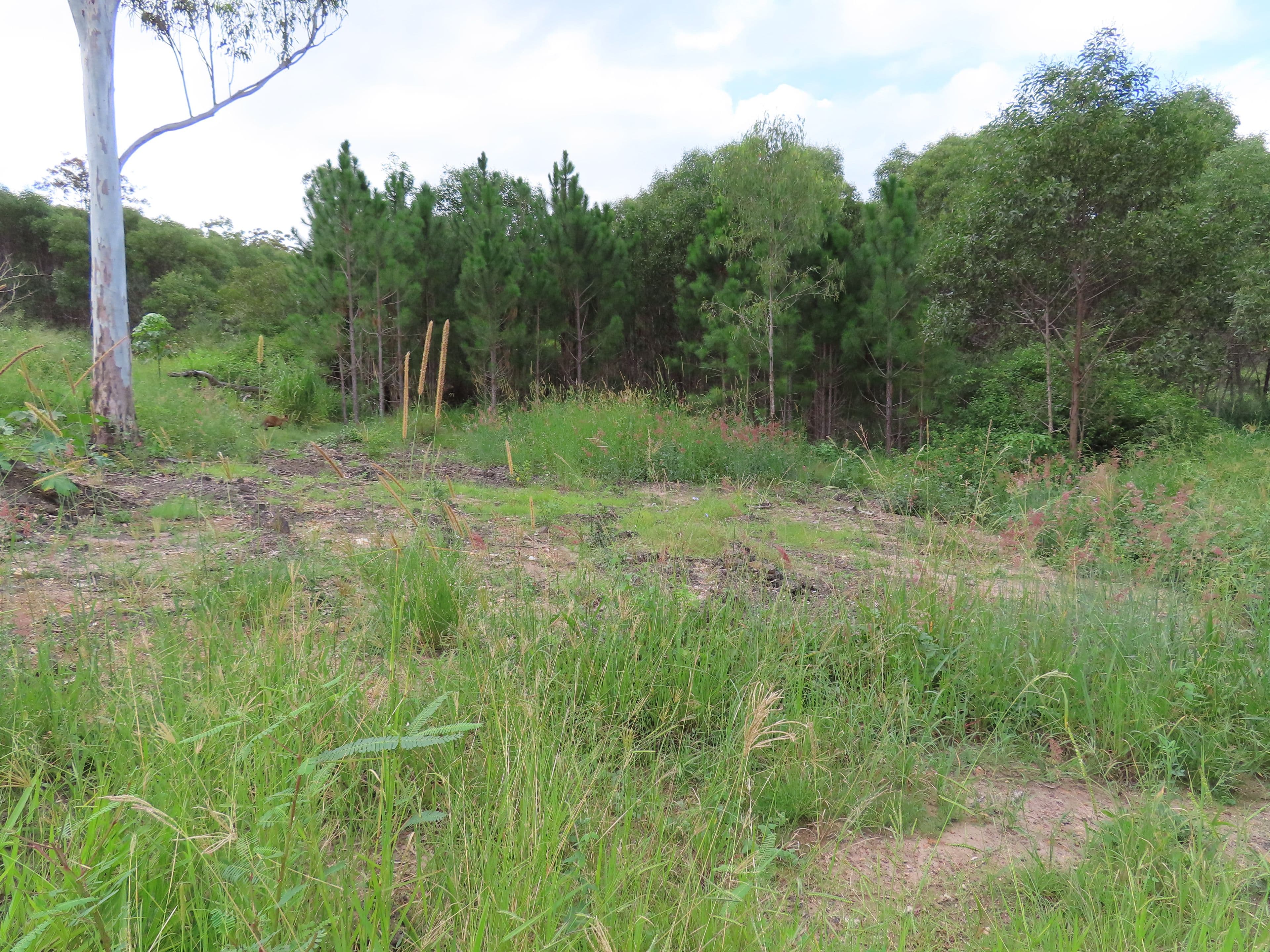 14 Breadsell Drive, Caboolture QLD 4510, Caboolture - Thumbnail 6