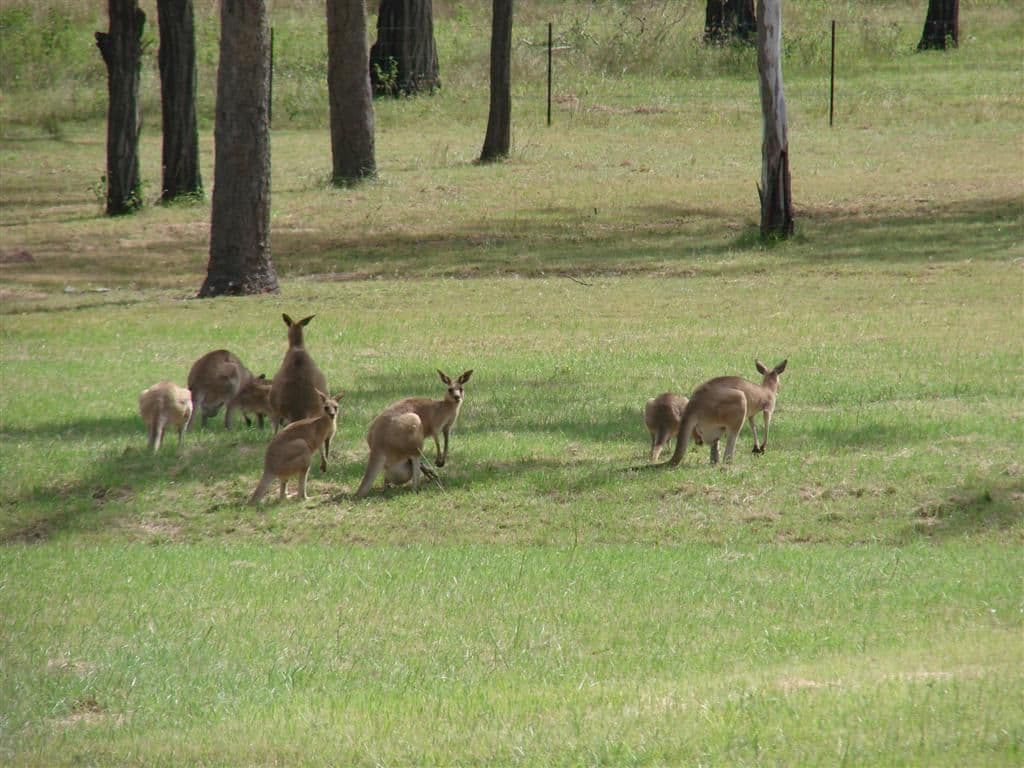 Lot 6 Clifton Street, GRACEMERE QLD 4702, Gracemere - Thumbnail 4