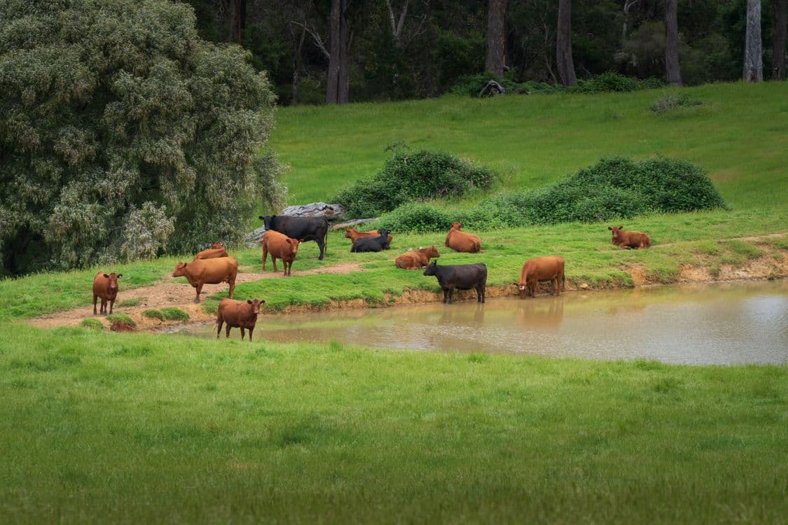 Lot 4 Kammann Road (Upper Warren), MANJIMUP, WA 6258, Manjimup - Thumbnail 2