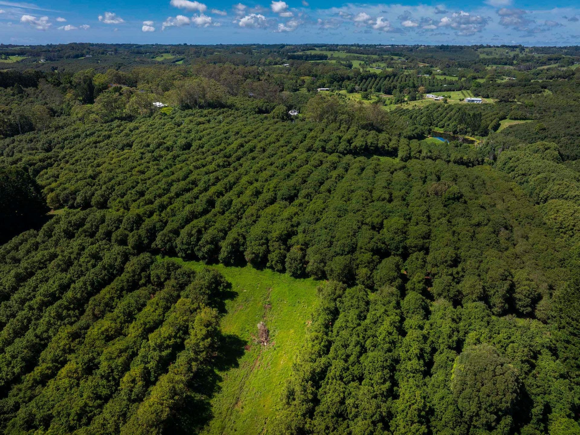 Address Withheld, McLeans Ridges, NSW, 2480, McLeans Ridges - Thumbnail 5