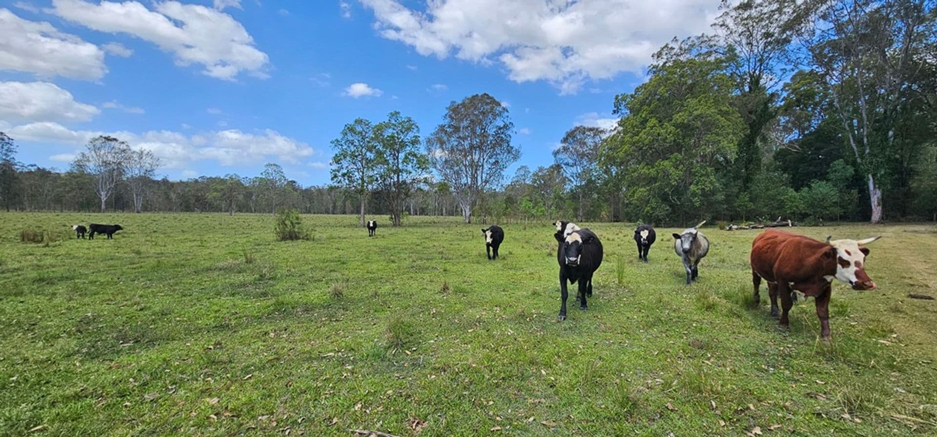 1440 Coraki-Ellangowan Road, West Coraki, NSW, 2471, West Coraki - Thumbnail 4