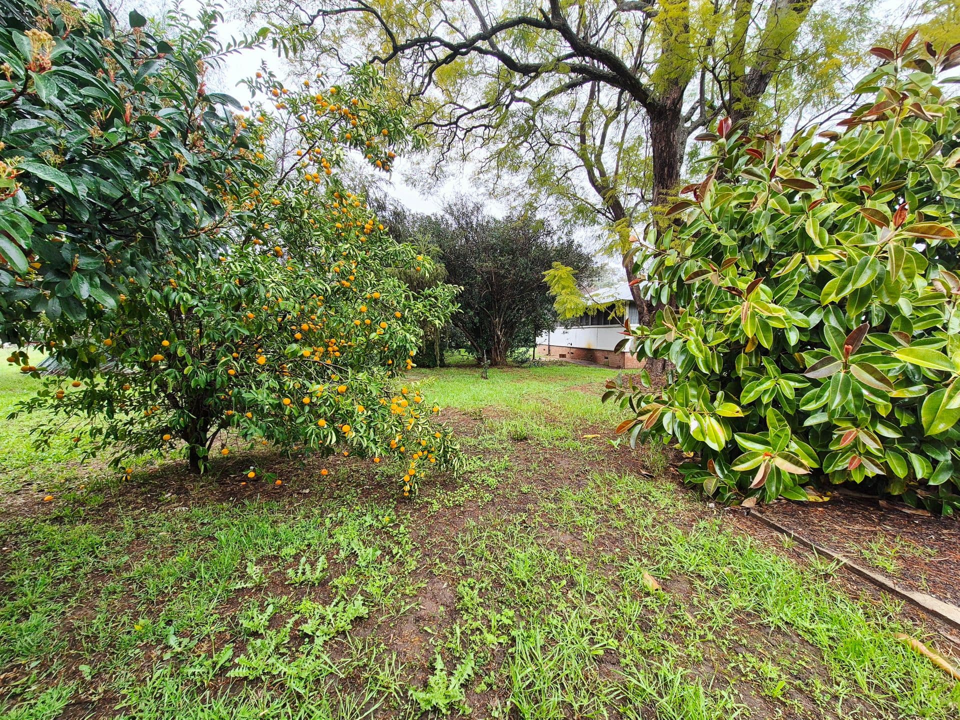 3 Myall Street, Eugowra - Thumbnail 4