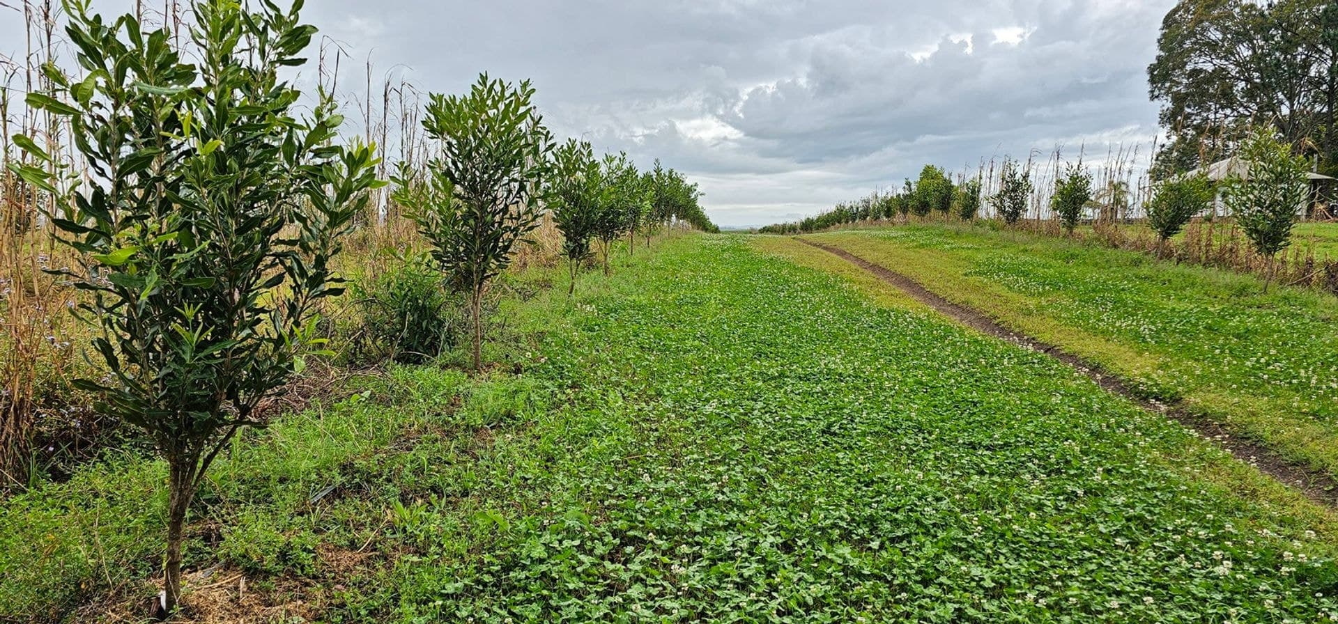Lot 5 Walshs Lane, East Wardell, NSW, 2477, East Wardell - Thumbnail 6