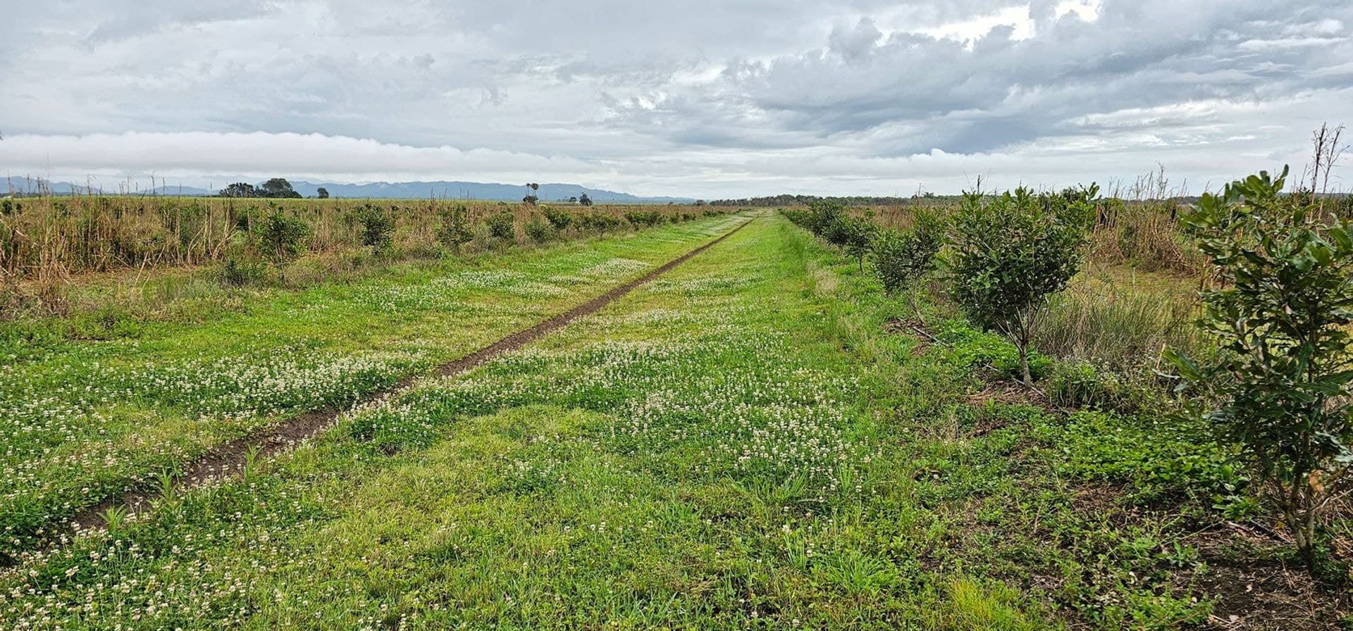 Lot 5 Walshs Lane, East Wardell, NSW, 2477, East Wardell - Thumbnail 7