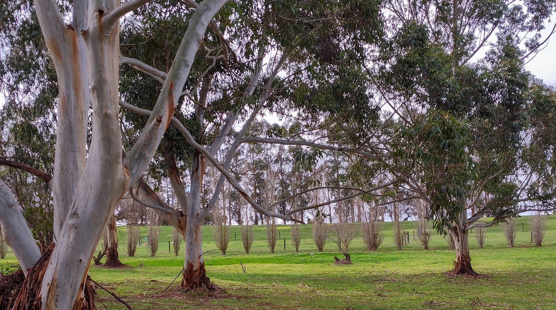 1/504 Grand Junction Road, Northfield, SA, 5085, Hope Forest - Thumbnail 7