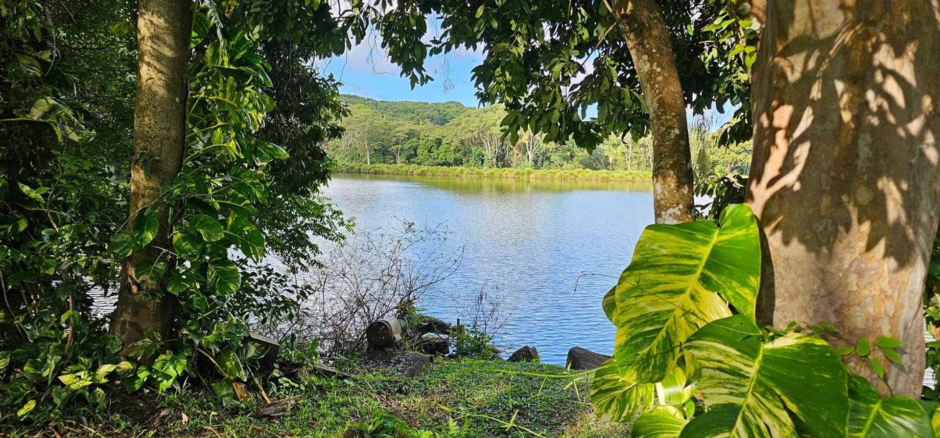 81 Shaws Lane, Tuckombil, NSW, 2477, Tuckombil - Thumbnail 4