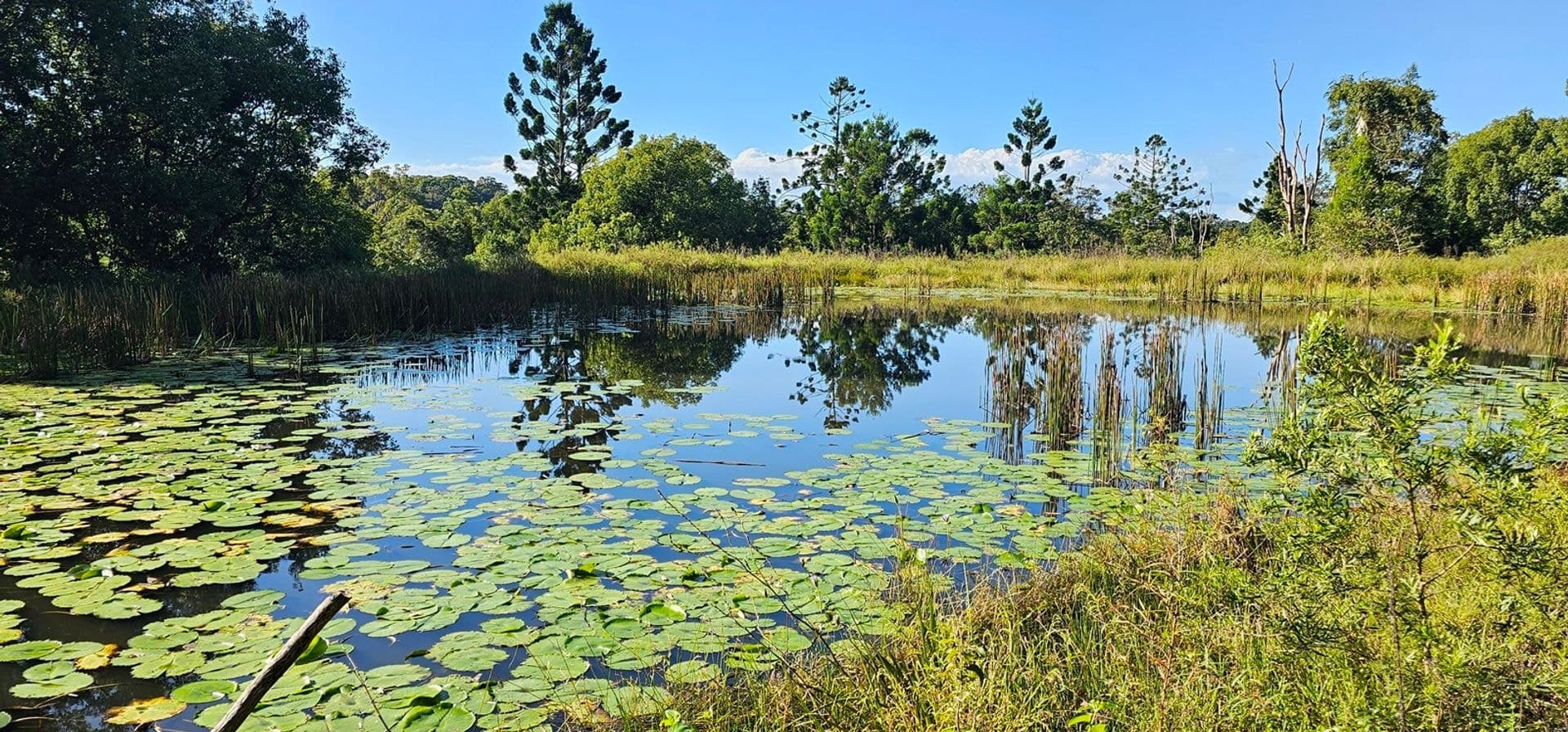 Address Withheld, Dalwood, NSW, 2477, Dalwood - Thumbnail 8