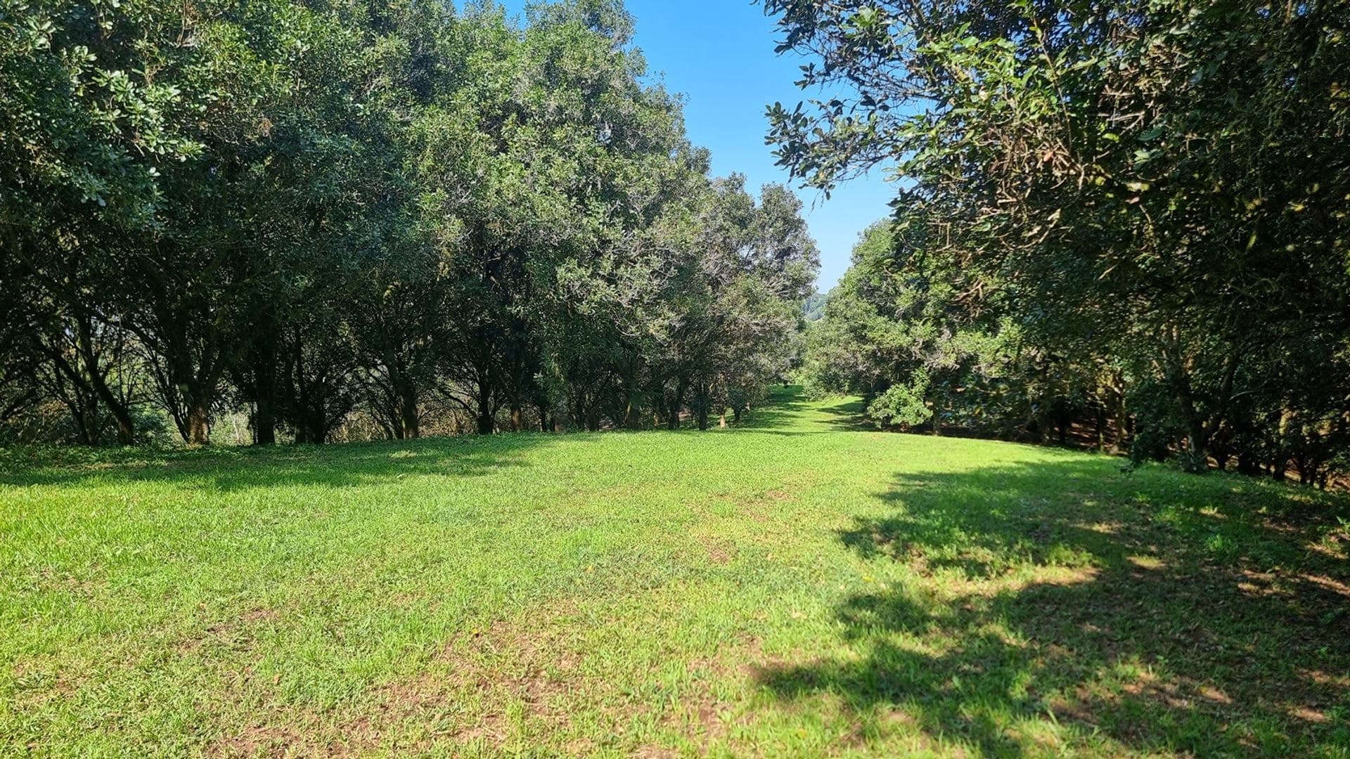 1248 Dunoon Road, Dunoon, NSW, 2480, Dunoon - Thumbnail 2