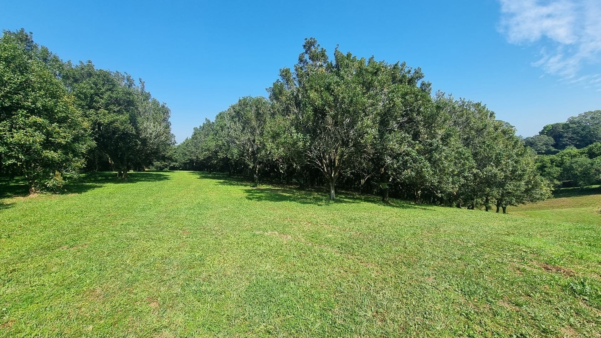 1248 Dunoon Road, Dunoon, NSW, 2480, Dunoon - Thumbnail 3