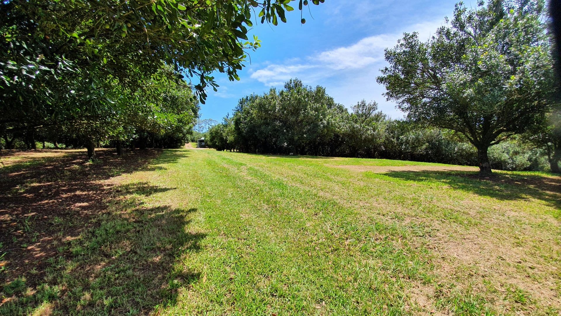 148 Humpty Back Road, McLeans Ridges, NSW, 2480, McLeans Ridges - Thumbnail 6