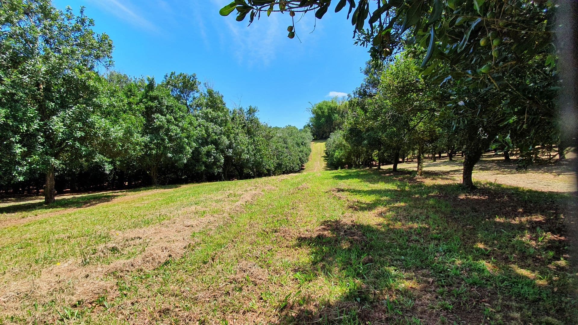 148 Humpty Back Road, McLeans Ridges, NSW, 2480, McLeans Ridges - Thumbnail 7