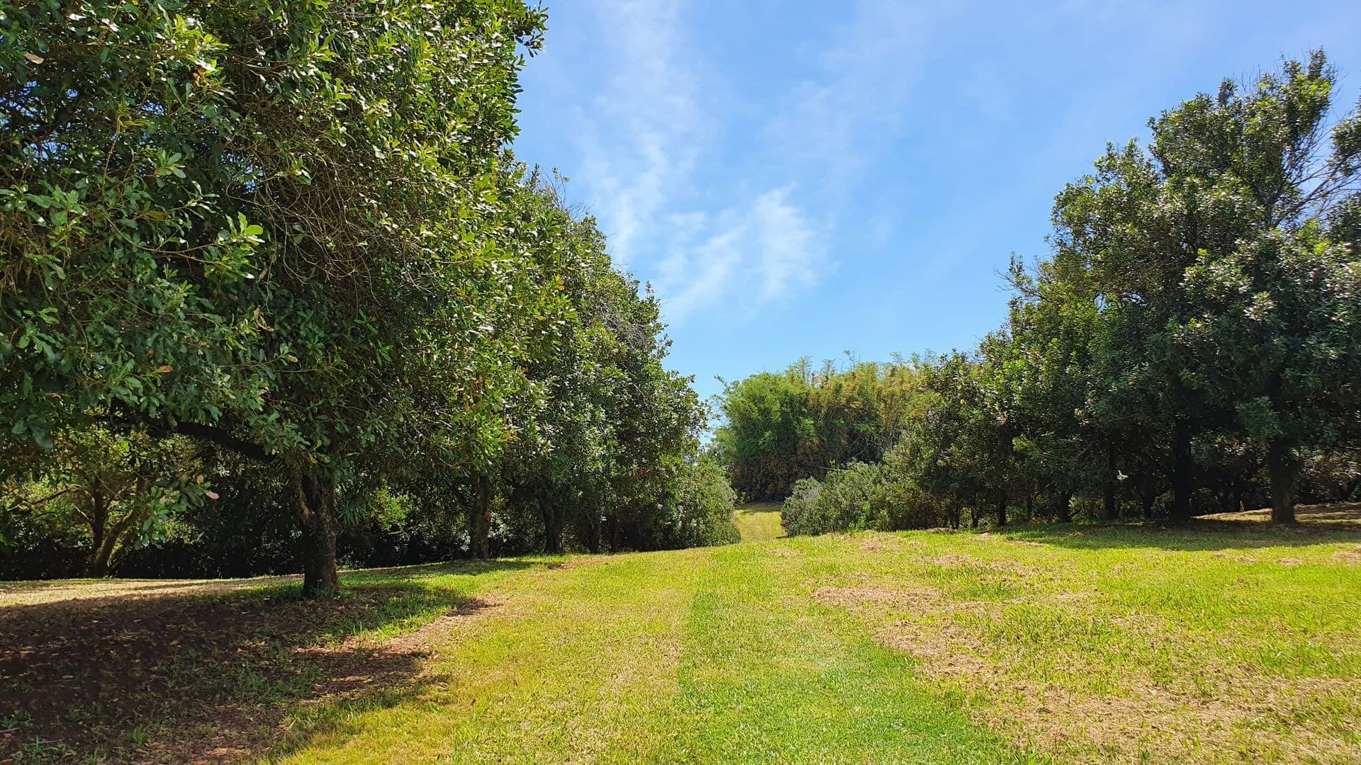 148 Humpty Back Road, McLeans Ridges, NSW, 2480, McLeans Ridges - Thumbnail 8