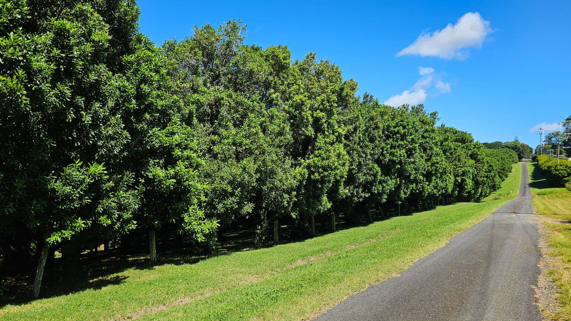 16 Converys Lane, Wollongbar, NSW, 2477, Wollongbar - Thumbnail 4