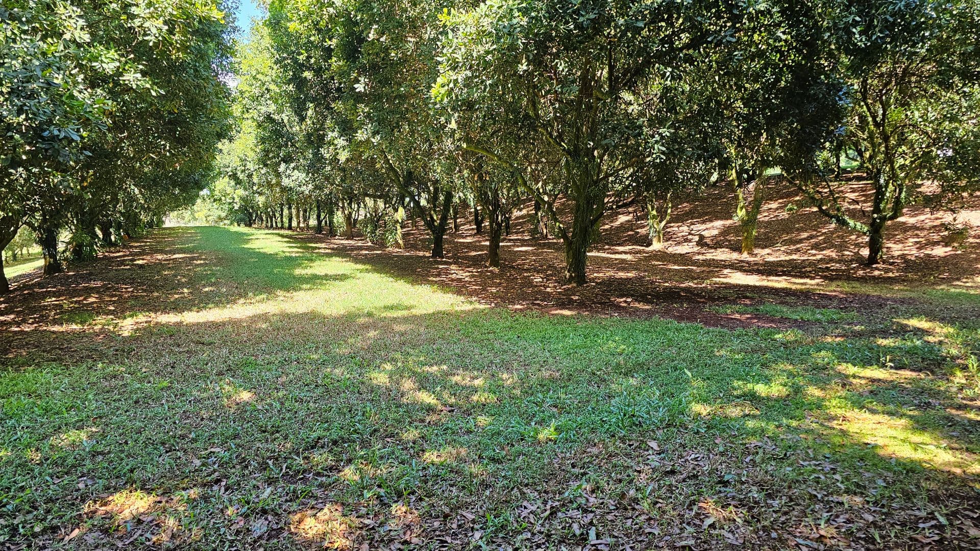 16 Converys Lane, Wollongbar, NSW, 2477, Wollongbar - Thumbnail 5