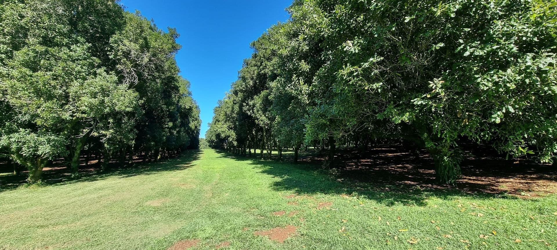 161 Fletcher Road, Dunoon, NSW, 2480, Dunoon - Thumbnail 2