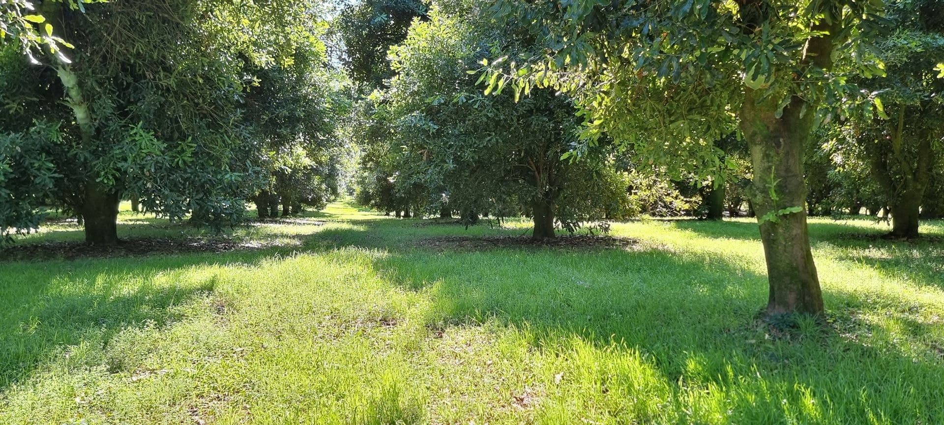 161 Fletcher Road, Dunoon, NSW, 2480, Dunoon - Thumbnail 3