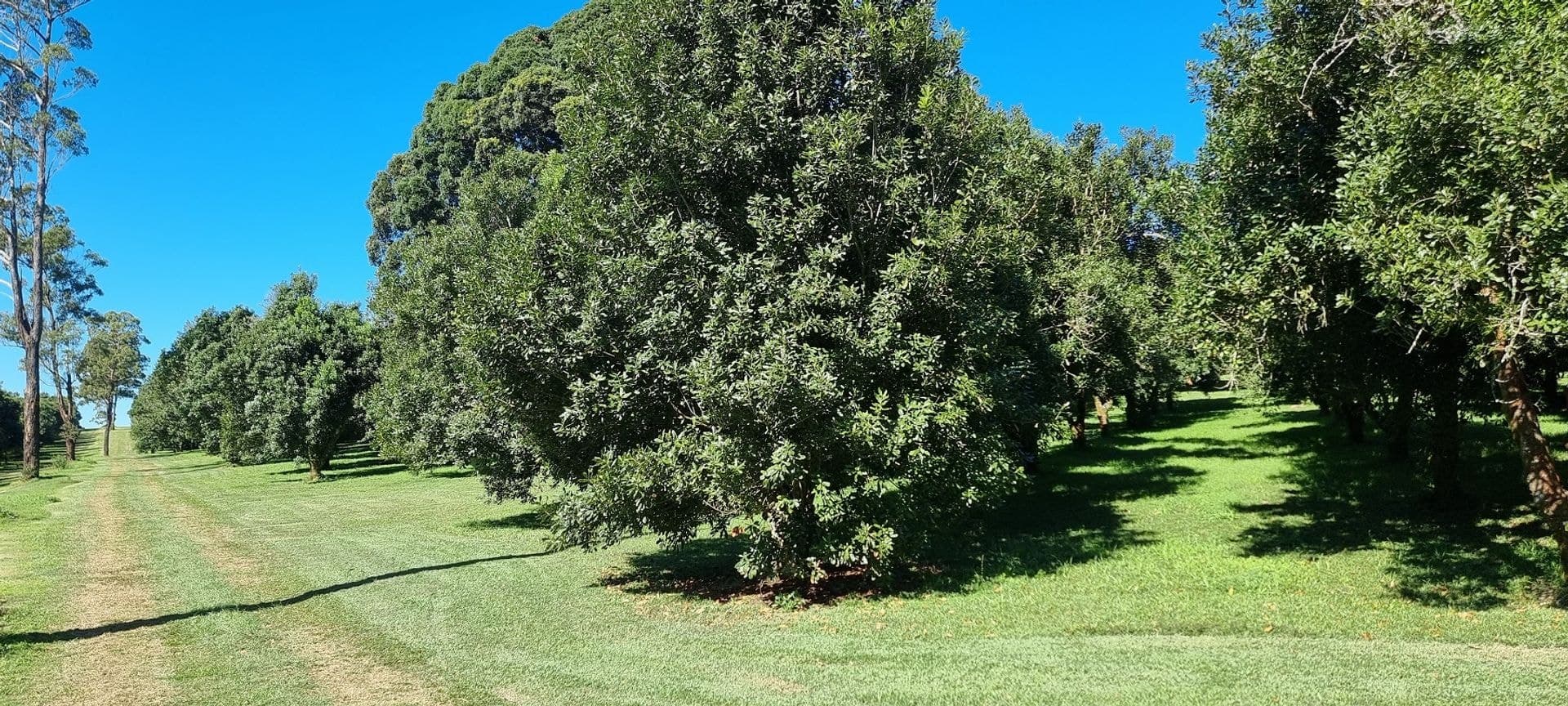 161 Fletcher Road, Dunoon, NSW, 2480, Dunoon - Thumbnail 4