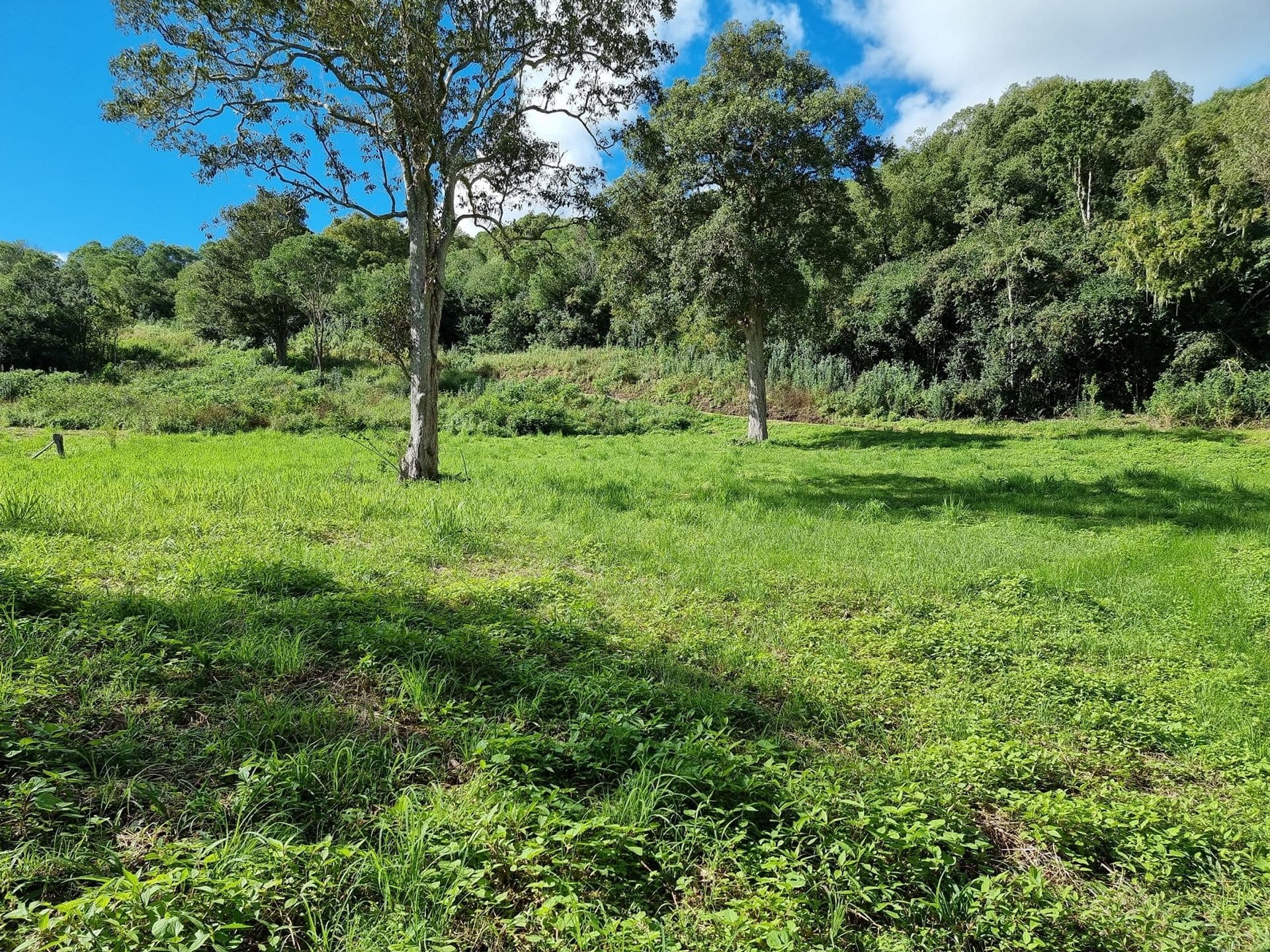 48 Lincoln Avenue, McLeans Ridges, NSW, 2480, McLeans Ridges - Thumbnail 6