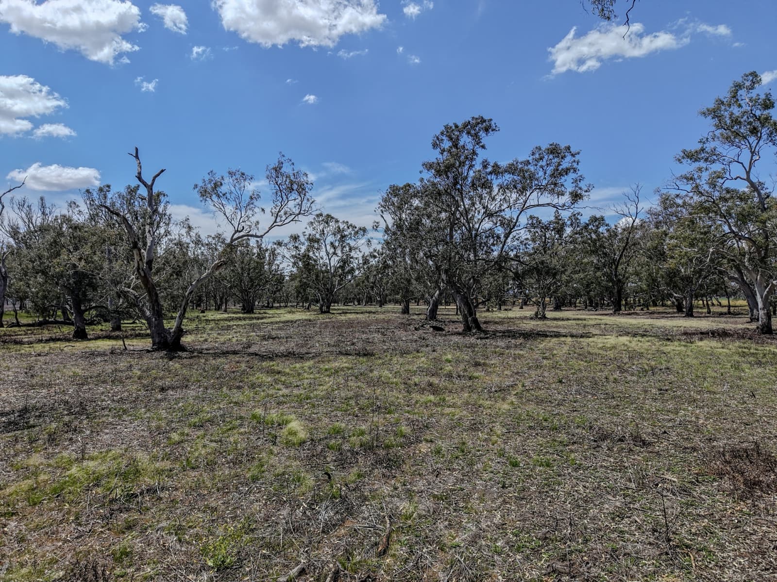 1359 Saddleback Road,Forbes, Forbes - Thumbnail 3