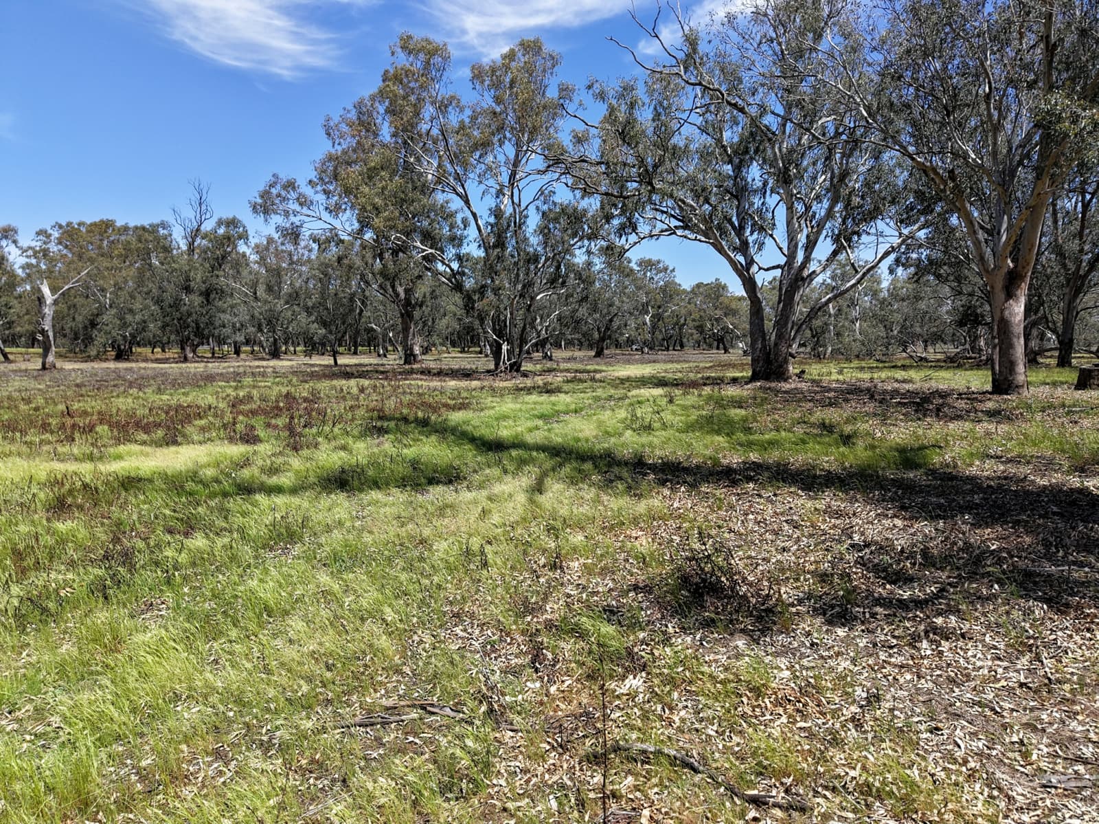 1359 Saddleback Road,Forbes, Forbes - Thumbnail 4