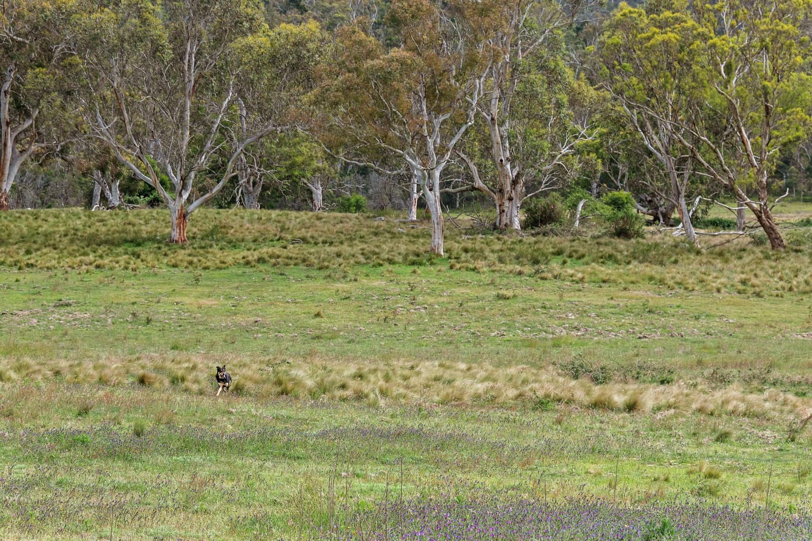 371 Mayfield Road,Braidwood, Larbert - Thumbnail 8