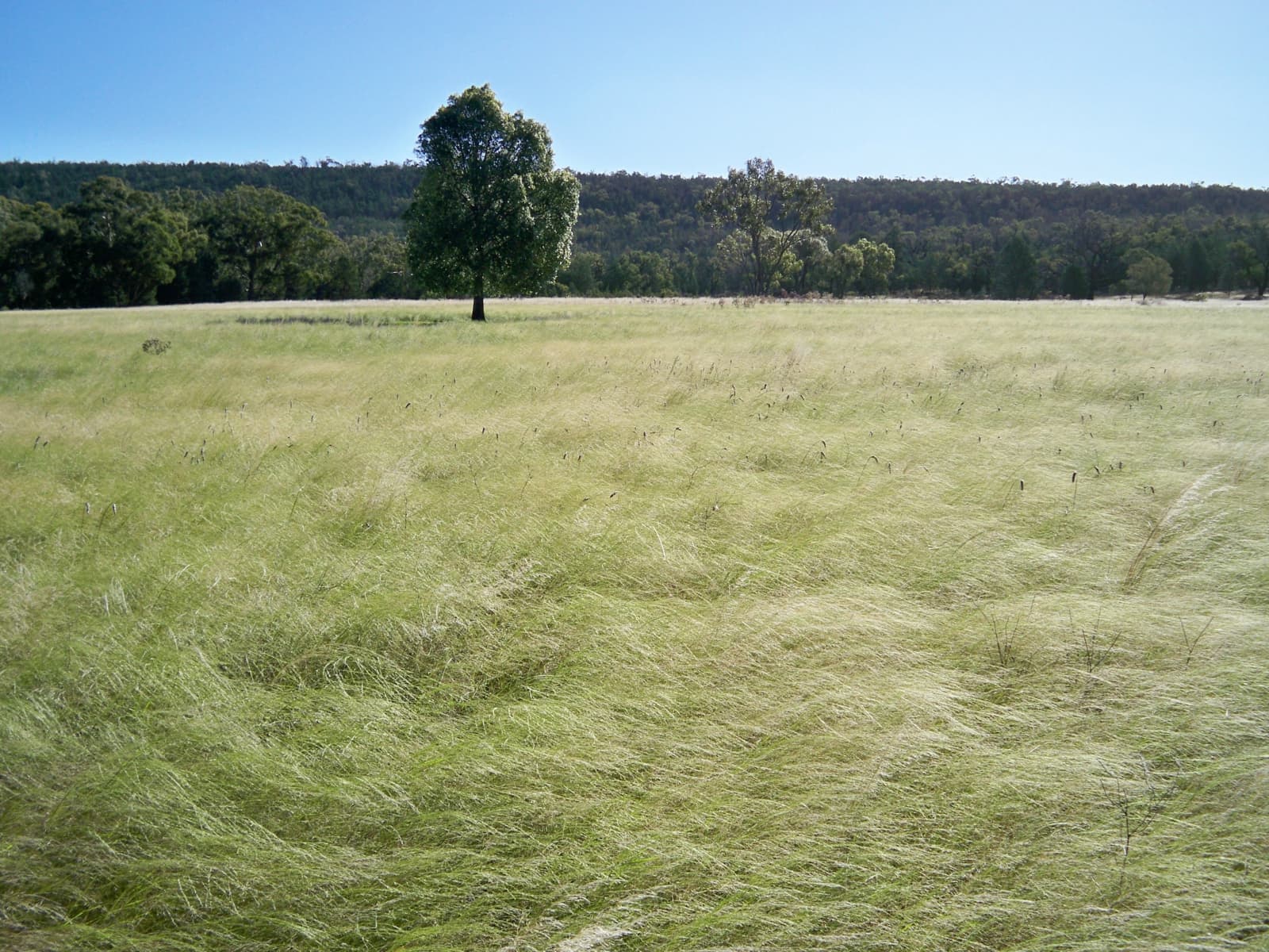 431 The Springs Road,Rankins Springs, Rankins Springs - Image 1