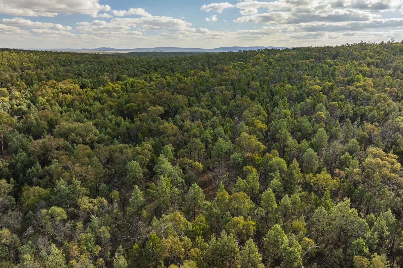 431 The Springs Road,Rankins Springs, Rankins Springs - Thumbnail 4