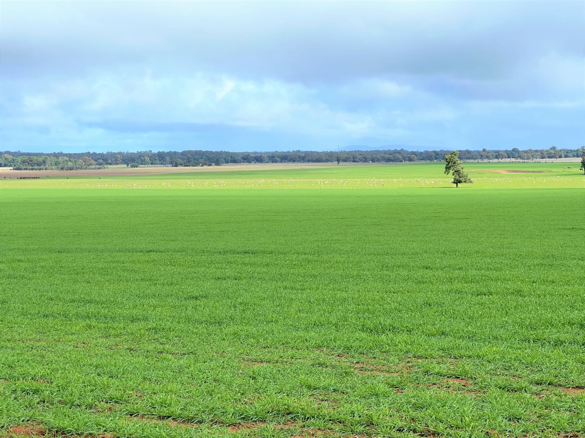 2648 Old Narrandera Road,Currawarna, Currawarna - Image 1