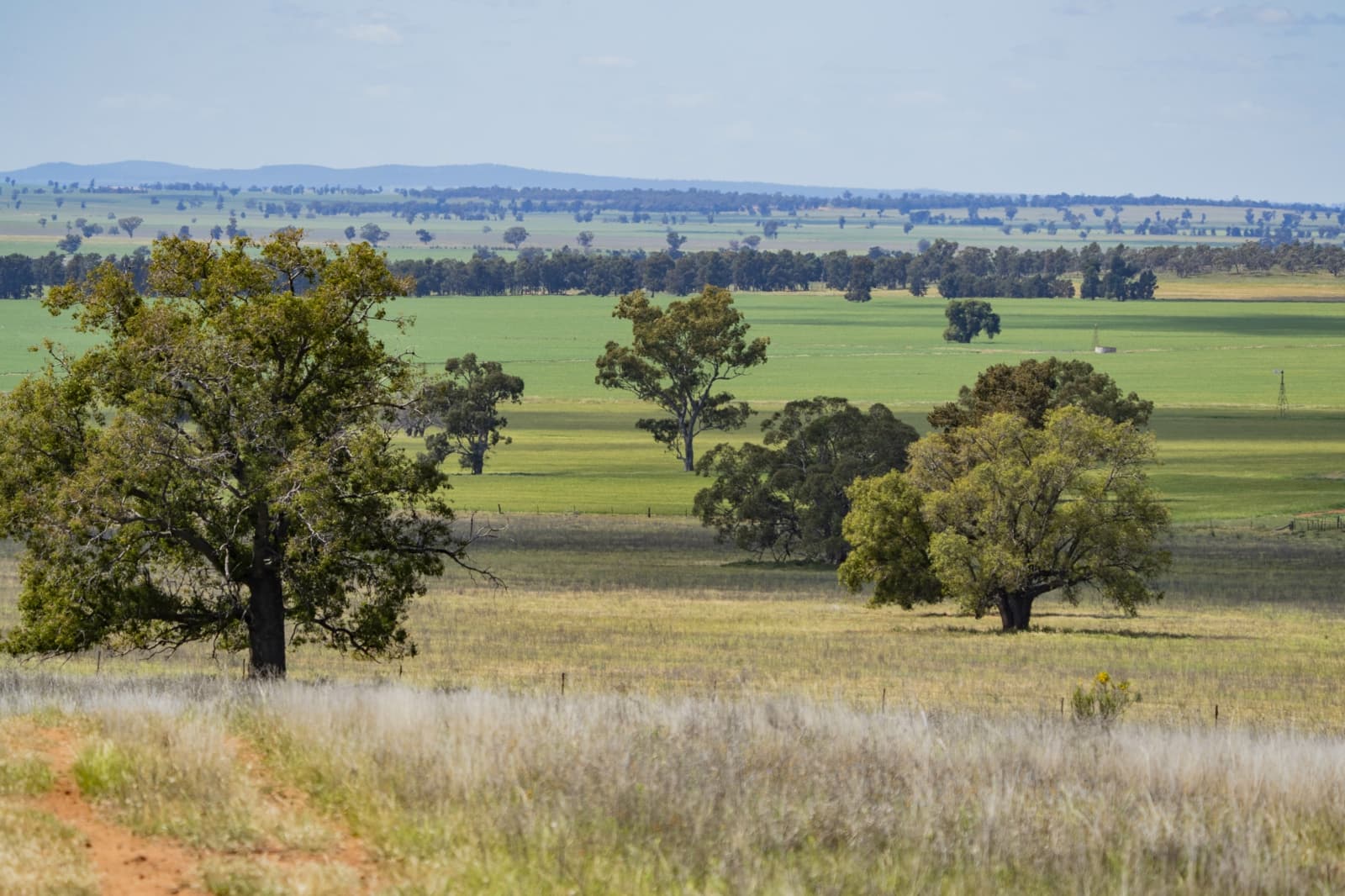 869 Newell Highway,Narrandera, Narrandera - Thumbnail 5